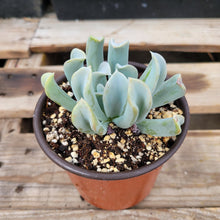 Load image into Gallery viewer, Echeveria Topsy Turvy