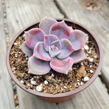 Load image into Gallery viewer, Graptopetalum Purple Delight