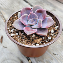 Load image into Gallery viewer, Graptopetalum Purple Delight