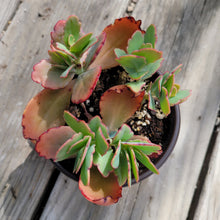 Load image into Gallery viewer, Aurora Borealis Kalanchoe