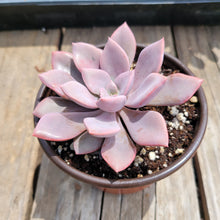 Load image into Gallery viewer, Graptoveria Debbie
