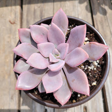 Load image into Gallery viewer, 4" Graptoveria Debbie