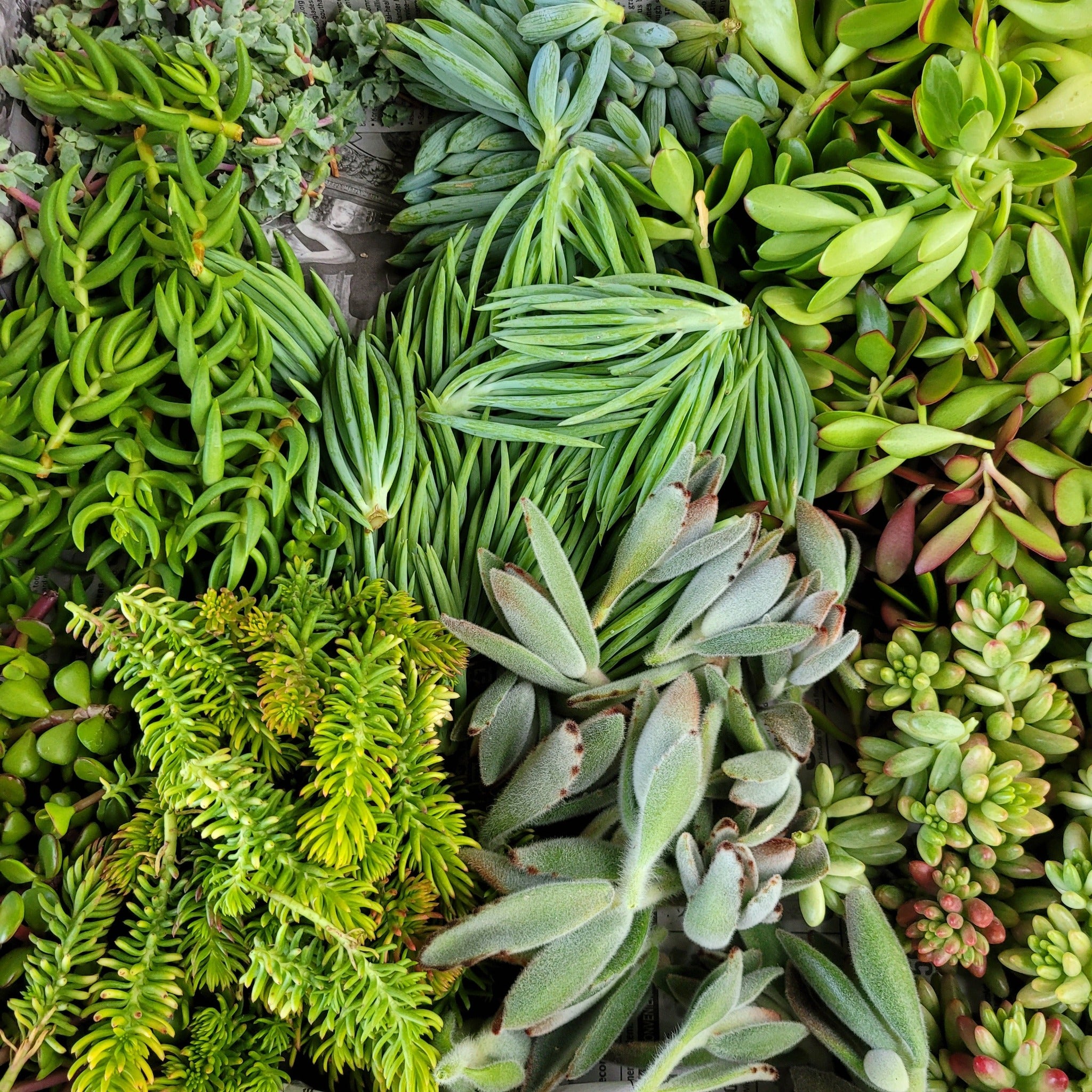 100 free succulents 100 Succulent Cuttings – P and C Nursery