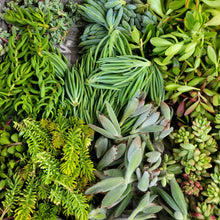 Load image into Gallery viewer, 200 Succulent Cuttings