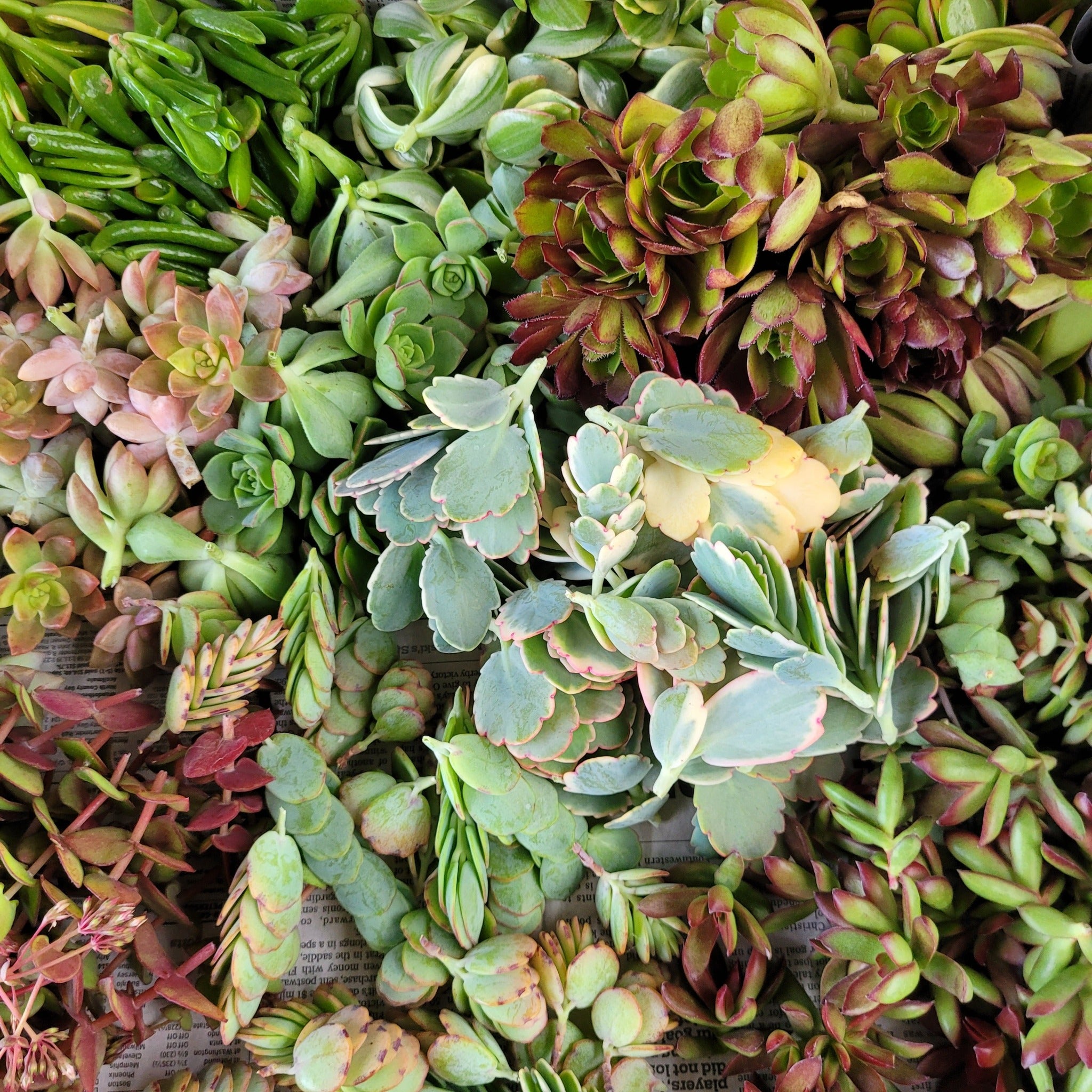 40 Succulent Cuttings – P and C Nursery