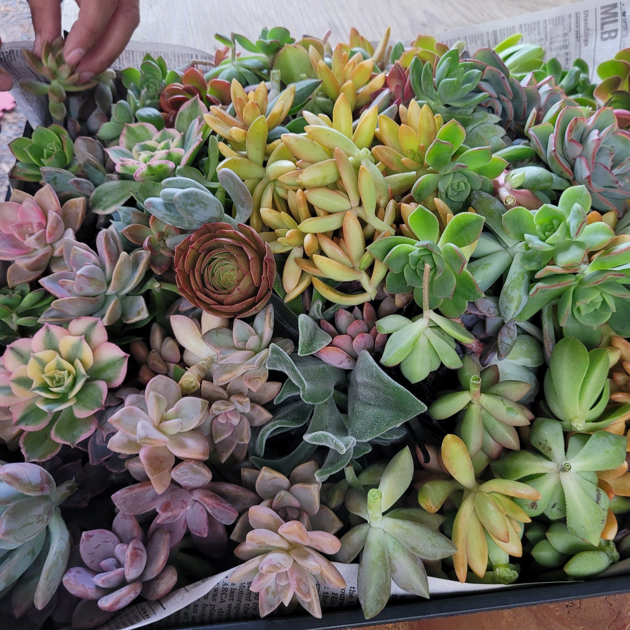 succulent rosette cuttings 200 Rosette Cuttings – P and C Nursery