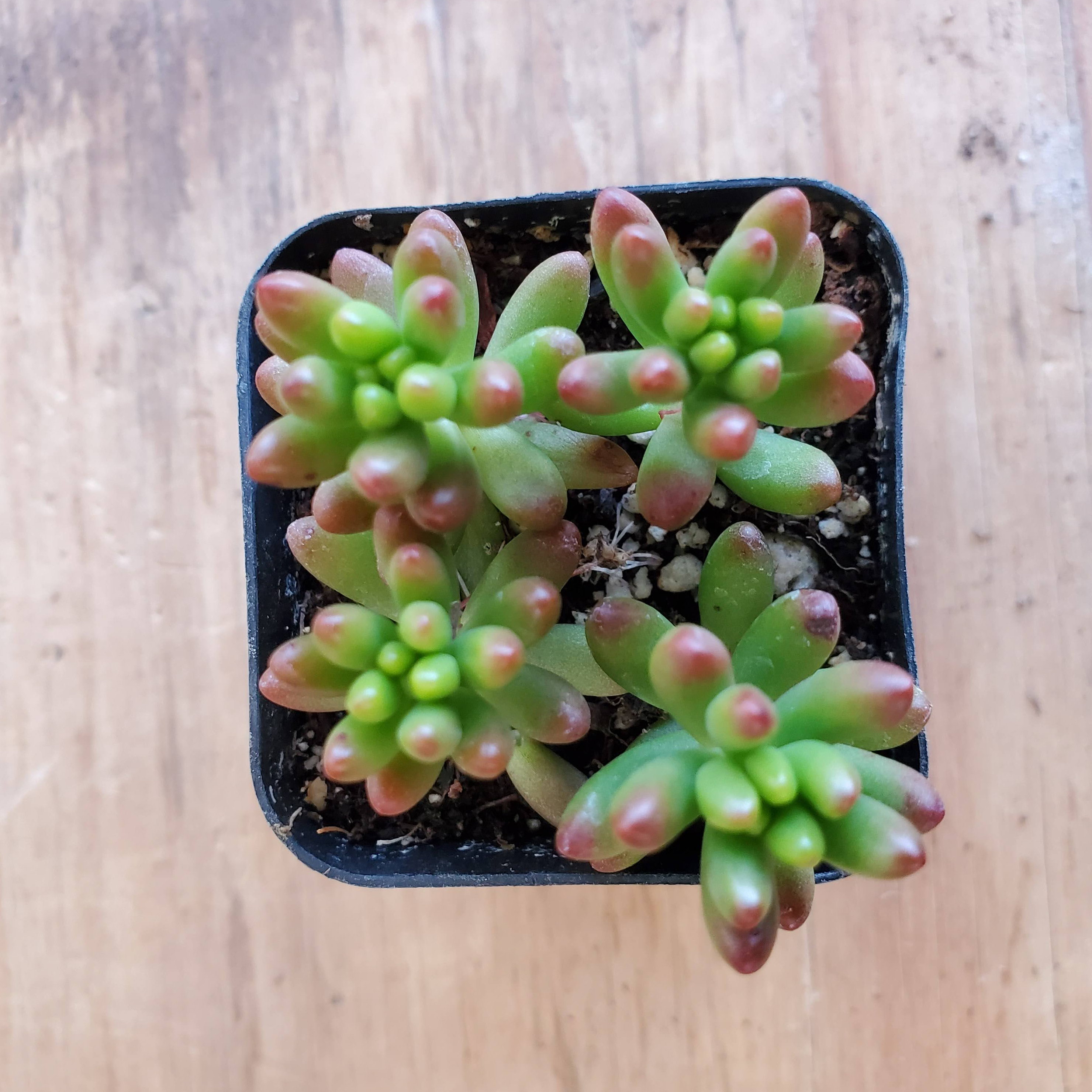 Sedum Rubrotinctum