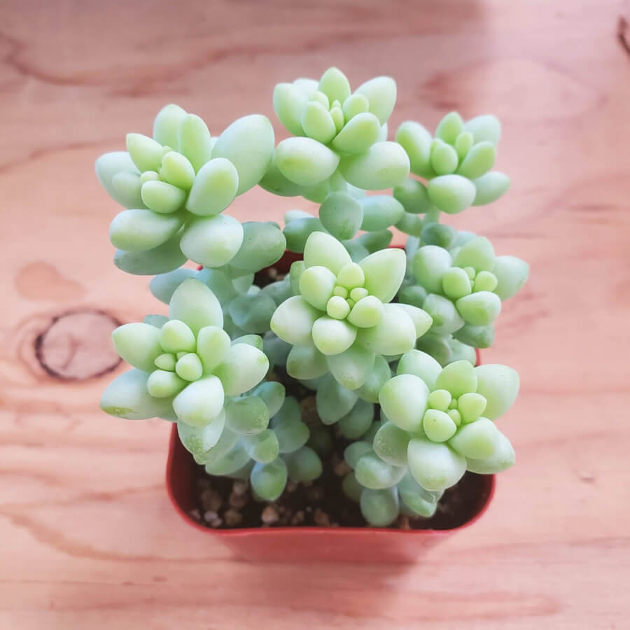 burroughs tail succulent Burro’s Tail Succulent