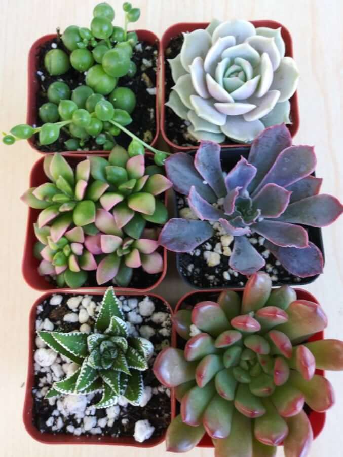 cluster succulent plant Close Cluster Collection 2in – P and C Nursery