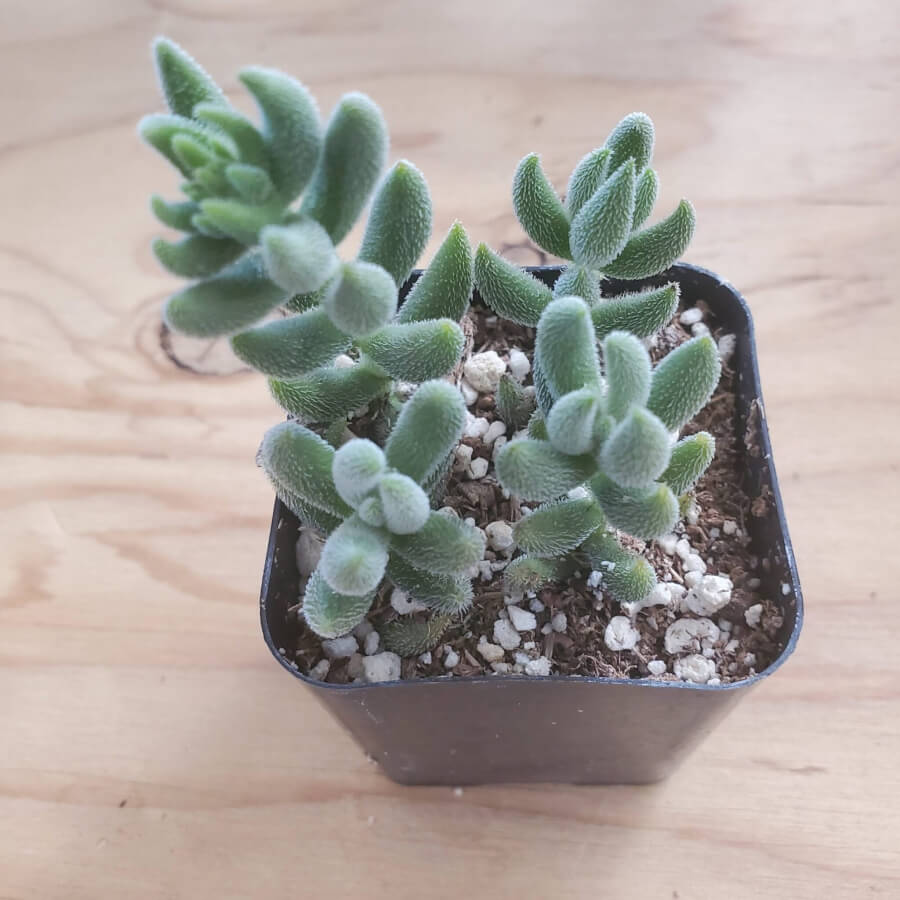 mesembryanthemoides succulent Crassula Mesembryanthemoides 2 inch / Plastic Pot by Succulents Box