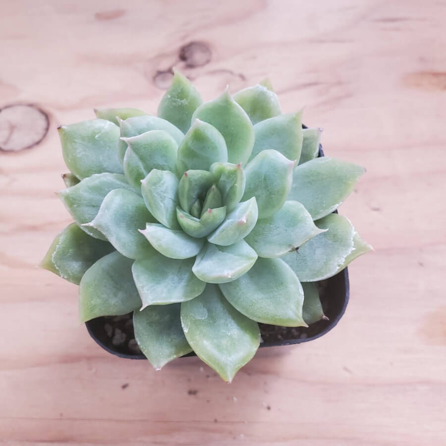 lime and chile succulent Echeveria Lime & Chili 2" – P and C Nursery