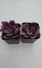 Load image into Gallery viewer, Graptoveria - Debbie/Debbi 2"