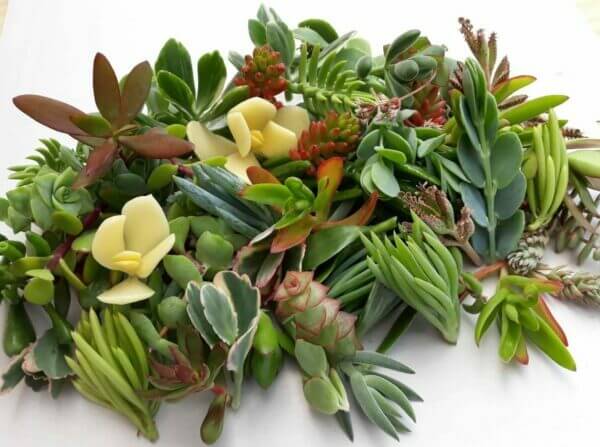 succulent cuttings etsy 300 Succulent Cuttings – P and C Nursery