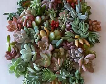 50 succulent plants 50 MINI Succulent Terrarium Cuts – P and C Nursery