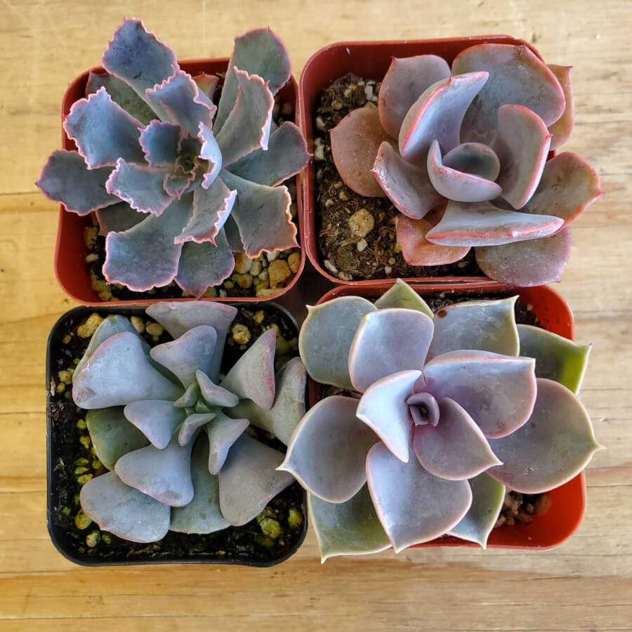 purple and pink succulents PURPLE SHADE OF PINK" COLLECTION 2in – P and C Nursery