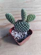Load image into Gallery viewer, Opuntia Microdasys  (Bunny Ears)
