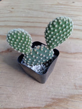 Load image into Gallery viewer, Opuntia Microdasys  (Bunny Ears)