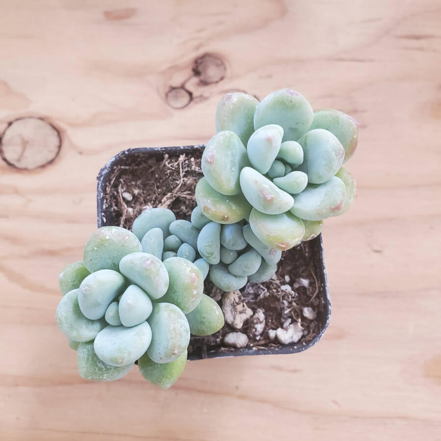 clavatum succulent Sedum clavatum 2 Inch #A