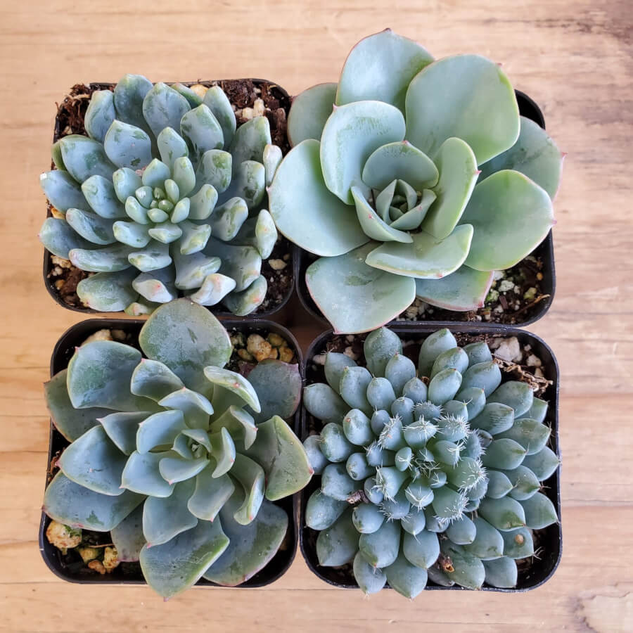 true succulents TRUE BLUE