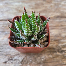 Load image into Gallery viewer, Zebra Hawortia