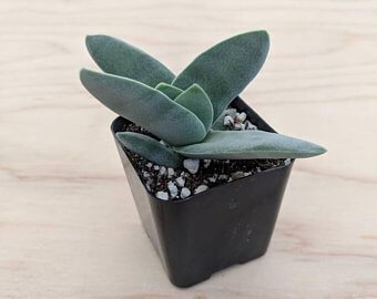 airplane plant succulent Crassula falcata 'Propeller Plant' 2 Inch
