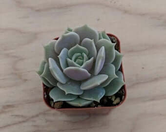 lola succulent Echeveria "Lola" 2' – P and C Nursery