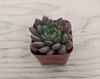 graptoveria bashful succulent Graptoveria