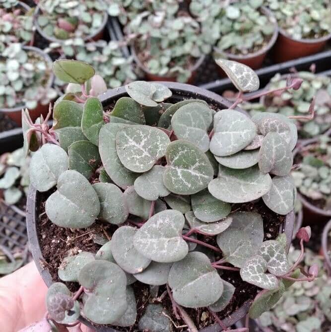 Ceropegia woodii aka String of Hearts 4