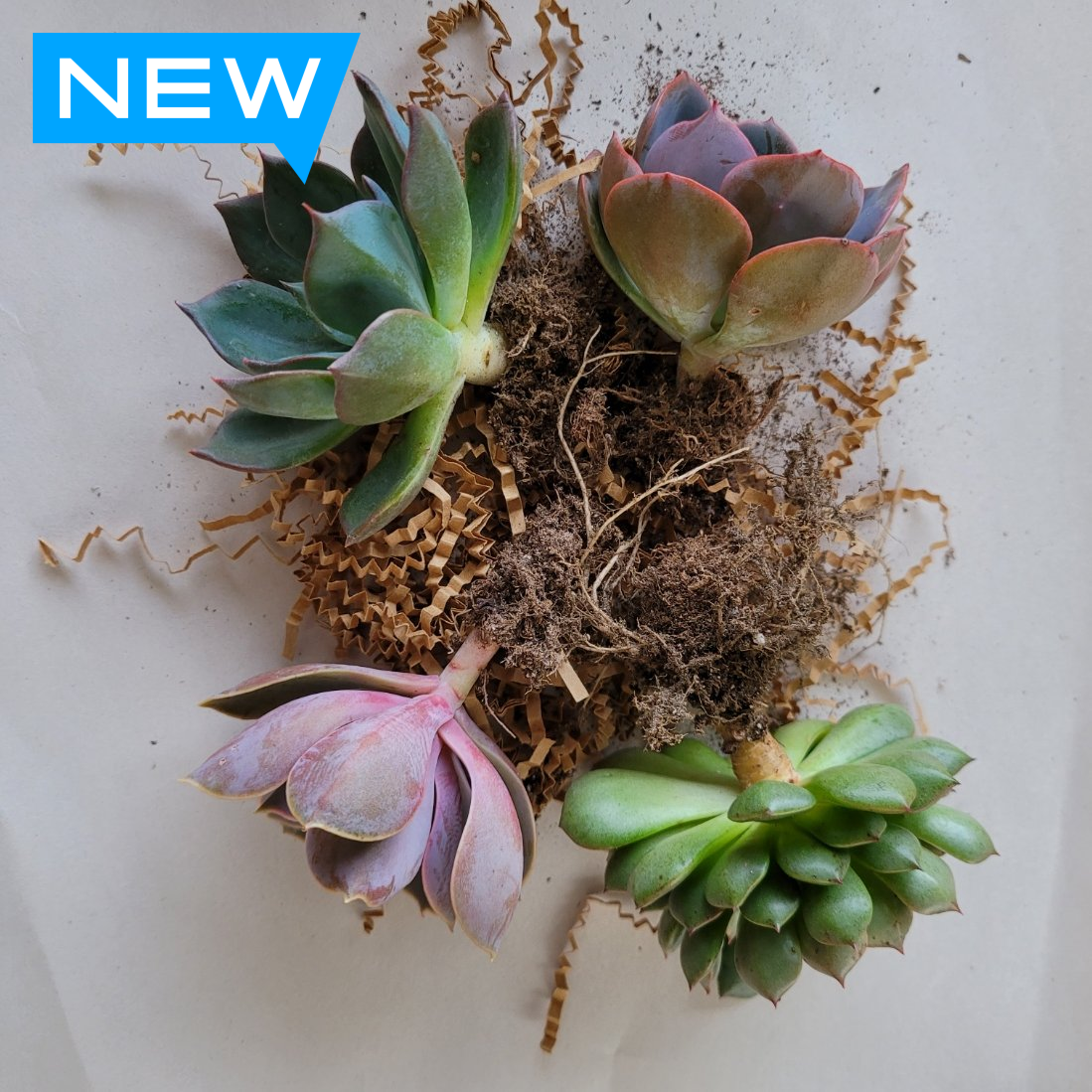 potting bare root succulents Bare Root Bundle – P and C Nursery