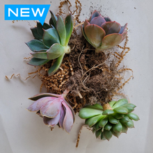 Load image into Gallery viewer, Bare Root Bundle