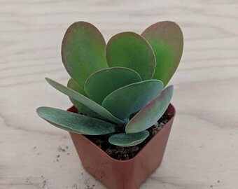succulent with big flat leaves Kalanchoe Luciae /Paddle Plant 2' – P and C Nursery