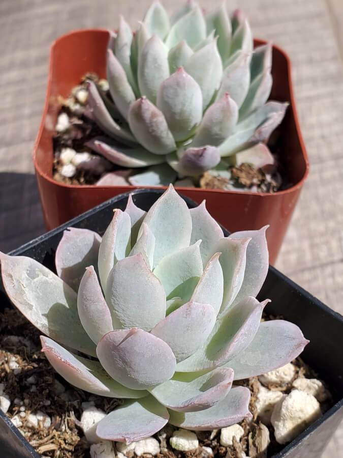 violet queen succulent Echeveria 'Violet Queen' 2 Inch