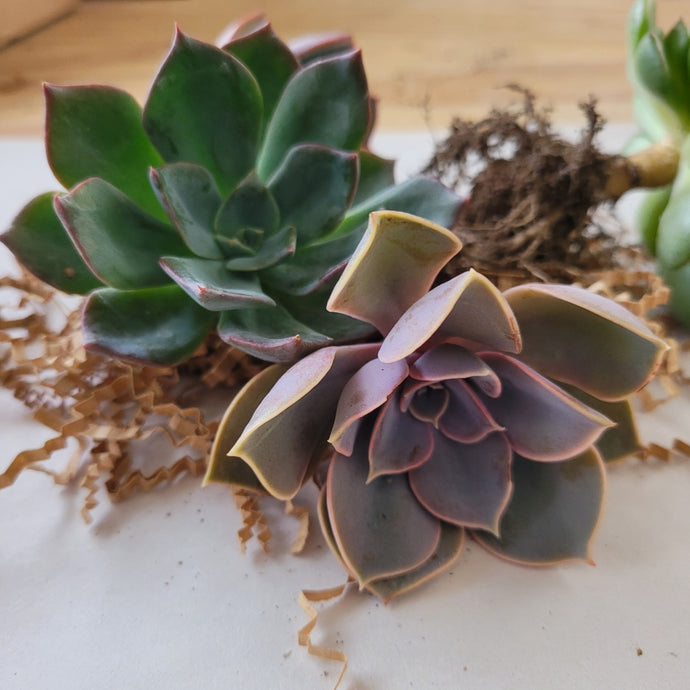 Shhh, Your Succulents May Be Sleeping