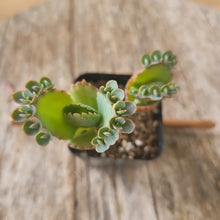 Load image into Gallery viewer, Mother of Thousands (Kalanchoe daigremontiana)
