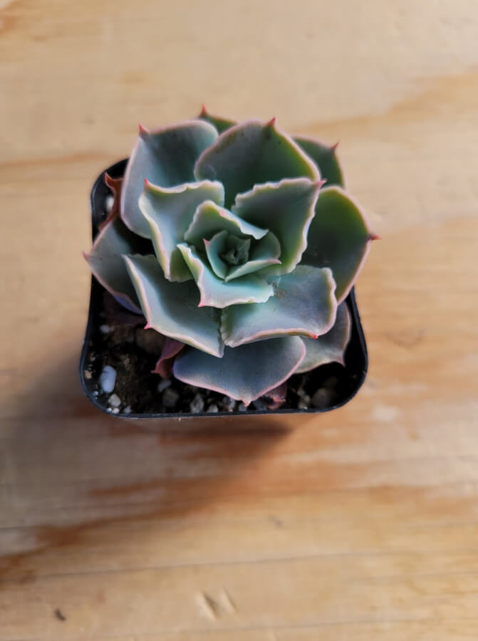 Echeveria Shaviana 2