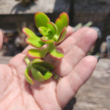 Load image into Gallery viewer, 50 MINI Succulent Terrarium Cuts
