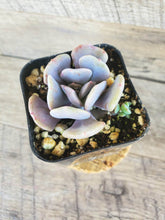 Load image into Gallery viewer, Echeveria Cubic Frost 2&quot;
