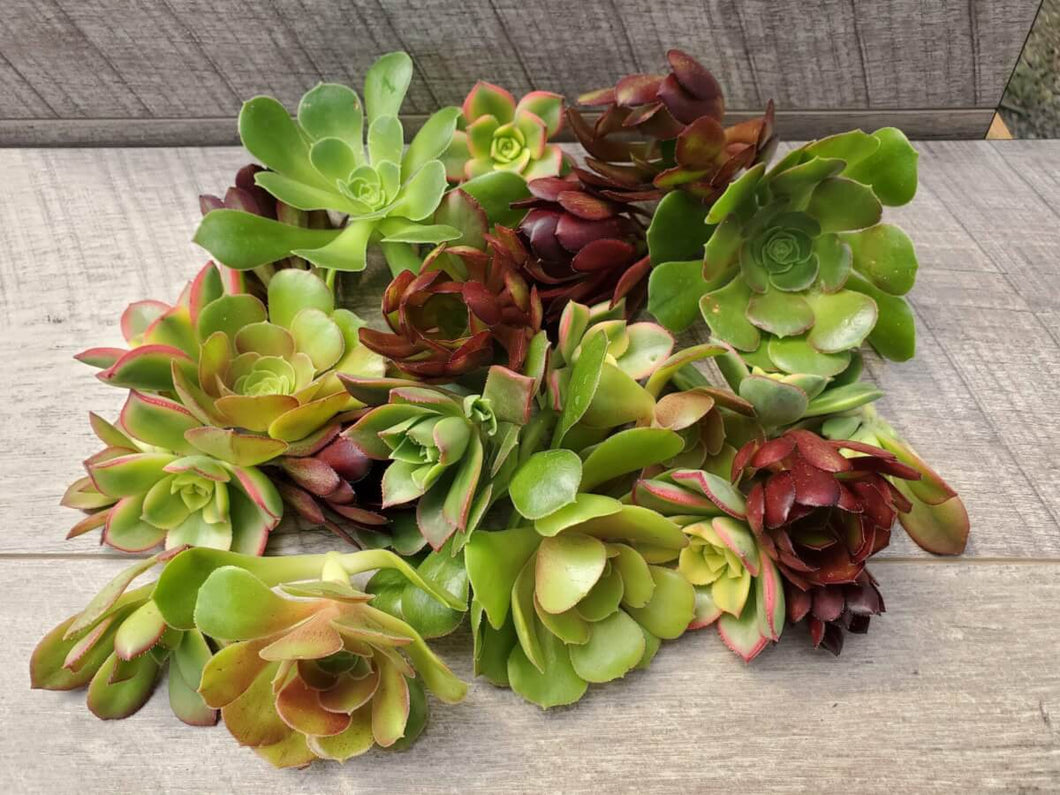 colorful succulent cuttings 25 Succulent Cuttings – P and C Nursery