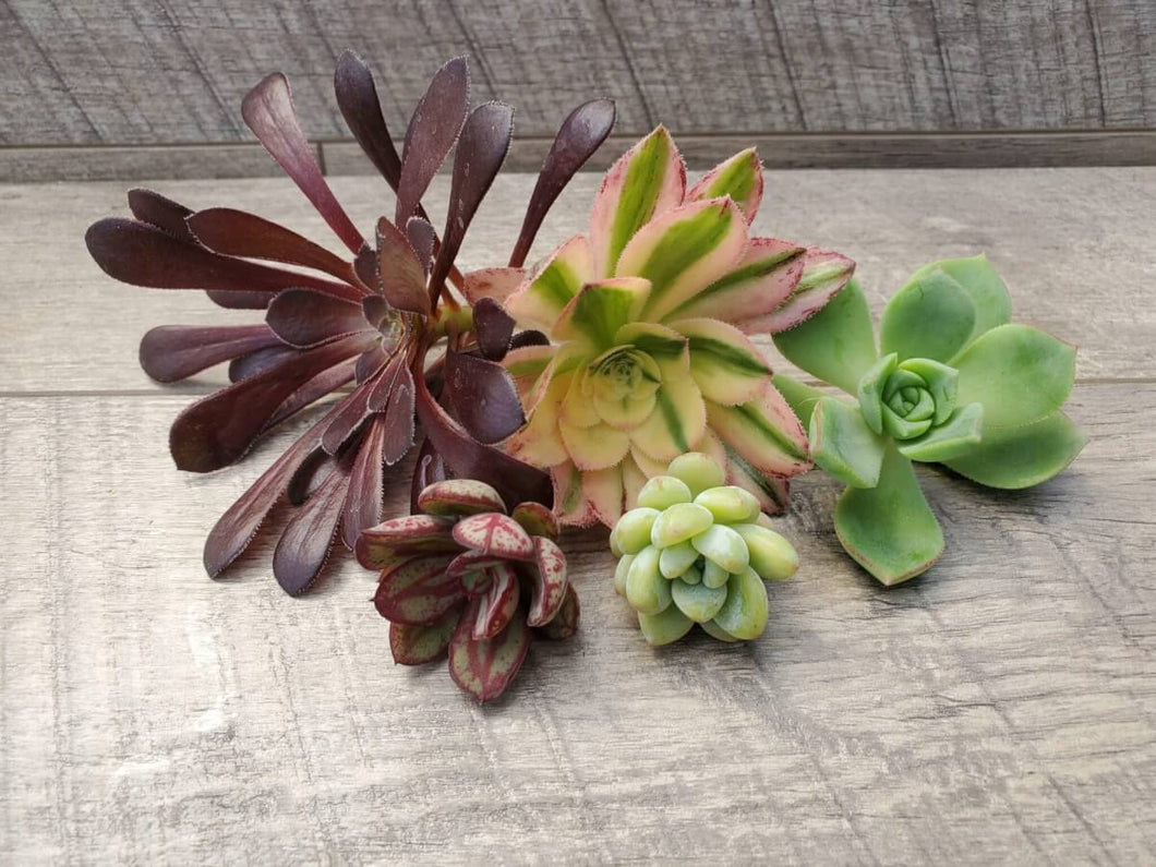 colorful succulent cuttings 15 Succulent Cuttings – P and C Nursery