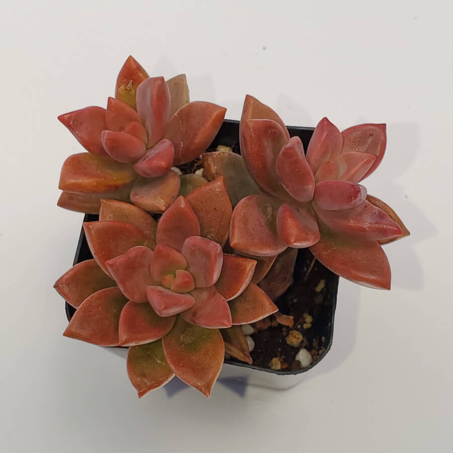 vera higgins succulent Graptosedum Vera Higgins