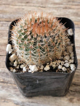 Load image into Gallery viewer, Parodia Scopa (Silver ball Cactus)
