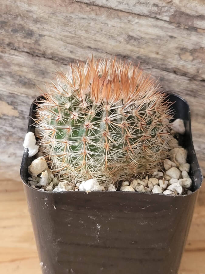 Parodia Scopa (Silver ball Cactus)