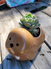 Load image into Gallery viewer, Walrus Pot
