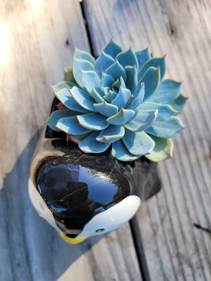 penguin succulent planter Penguin Pot