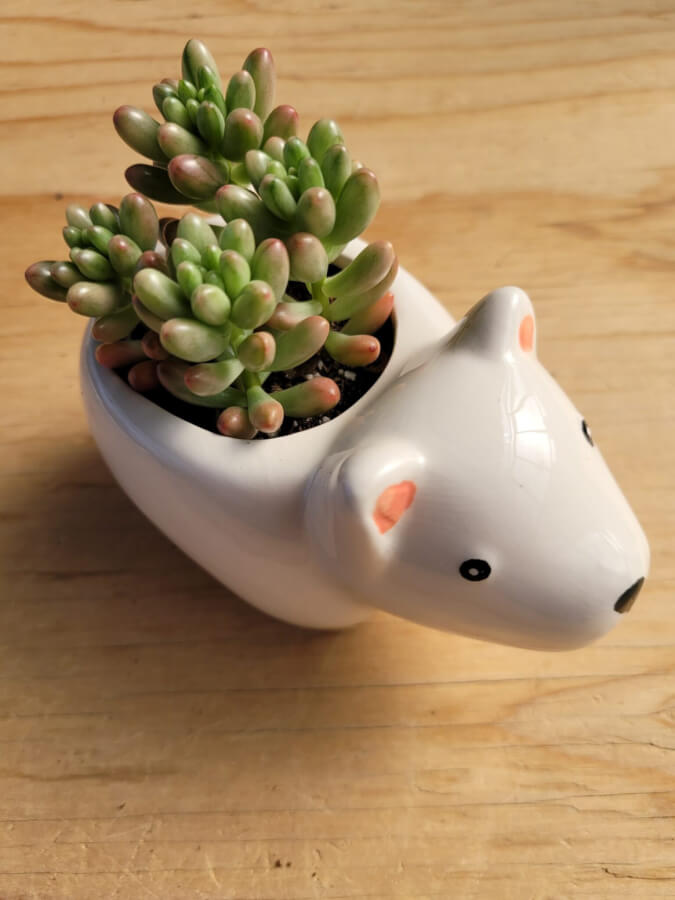 polar bear plant pot Polar Bear Pot – P and C Nursery