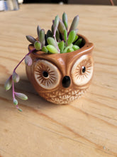 Load image into Gallery viewer, Owl Pot
