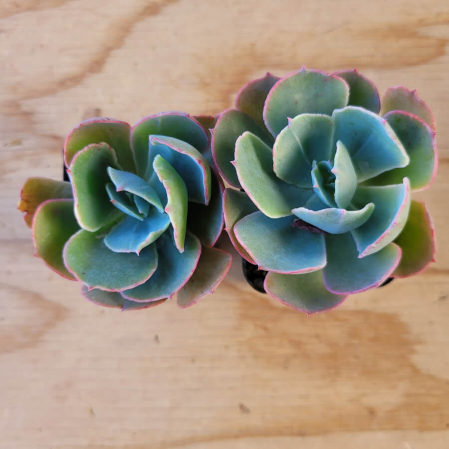 blue sky succulent Echeveria "Blue Sky" 2" – P and C Nursery