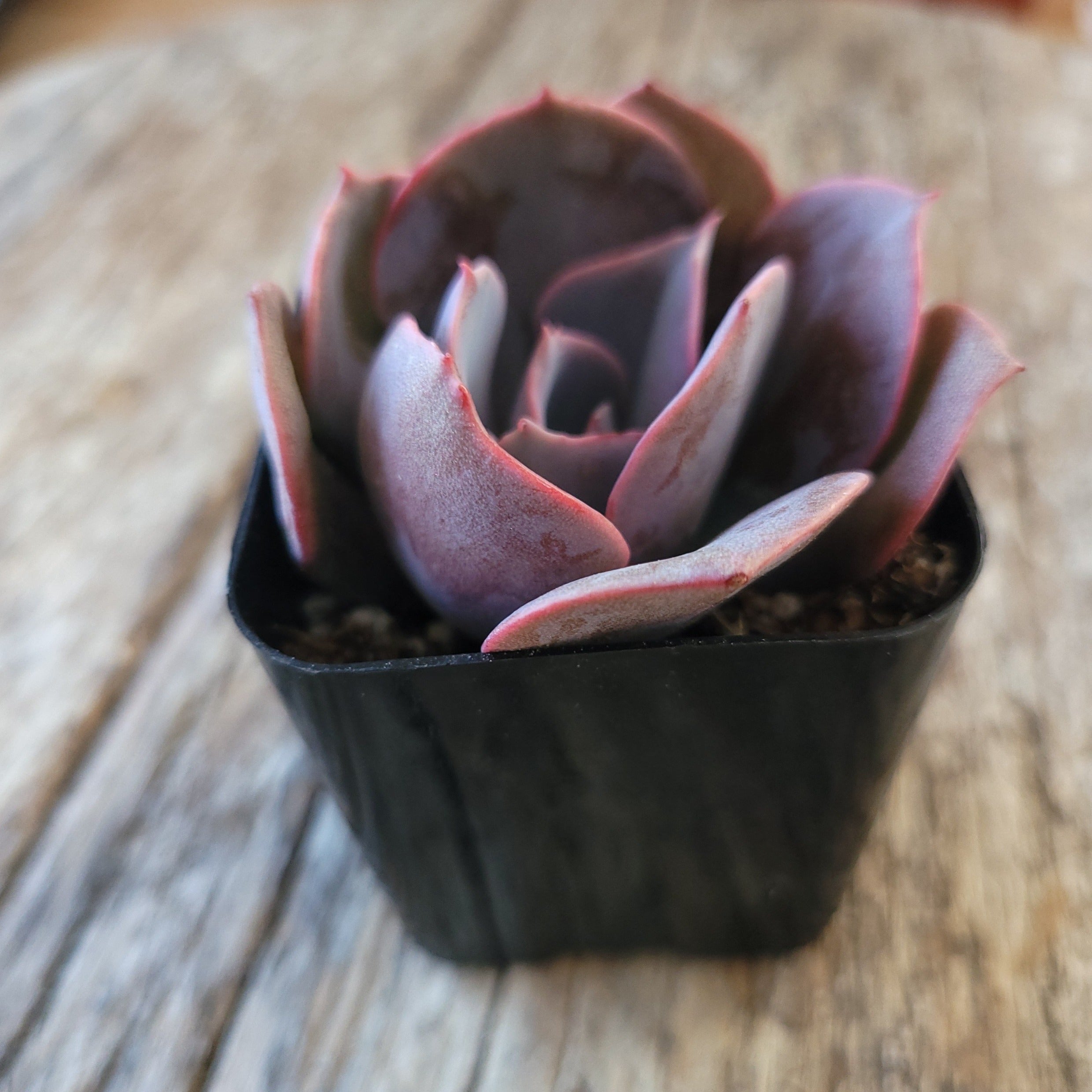 succulent dusty rose Echeveria 'Dusty Rose' 2 Inch