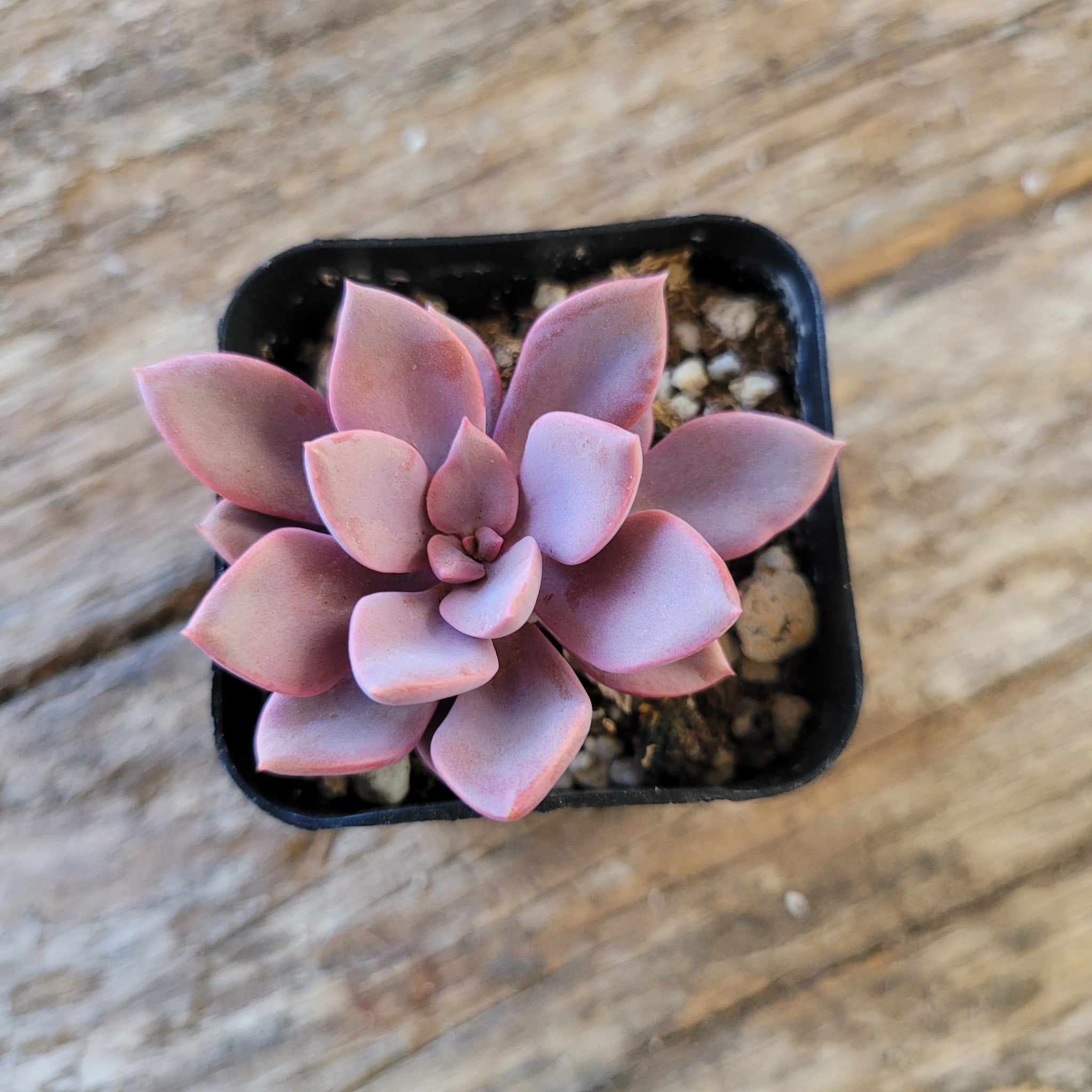 topsy debbie succulent Graptoveria