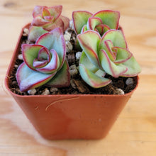 Load image into Gallery viewer, Crassula Peforata - String of Buttons
